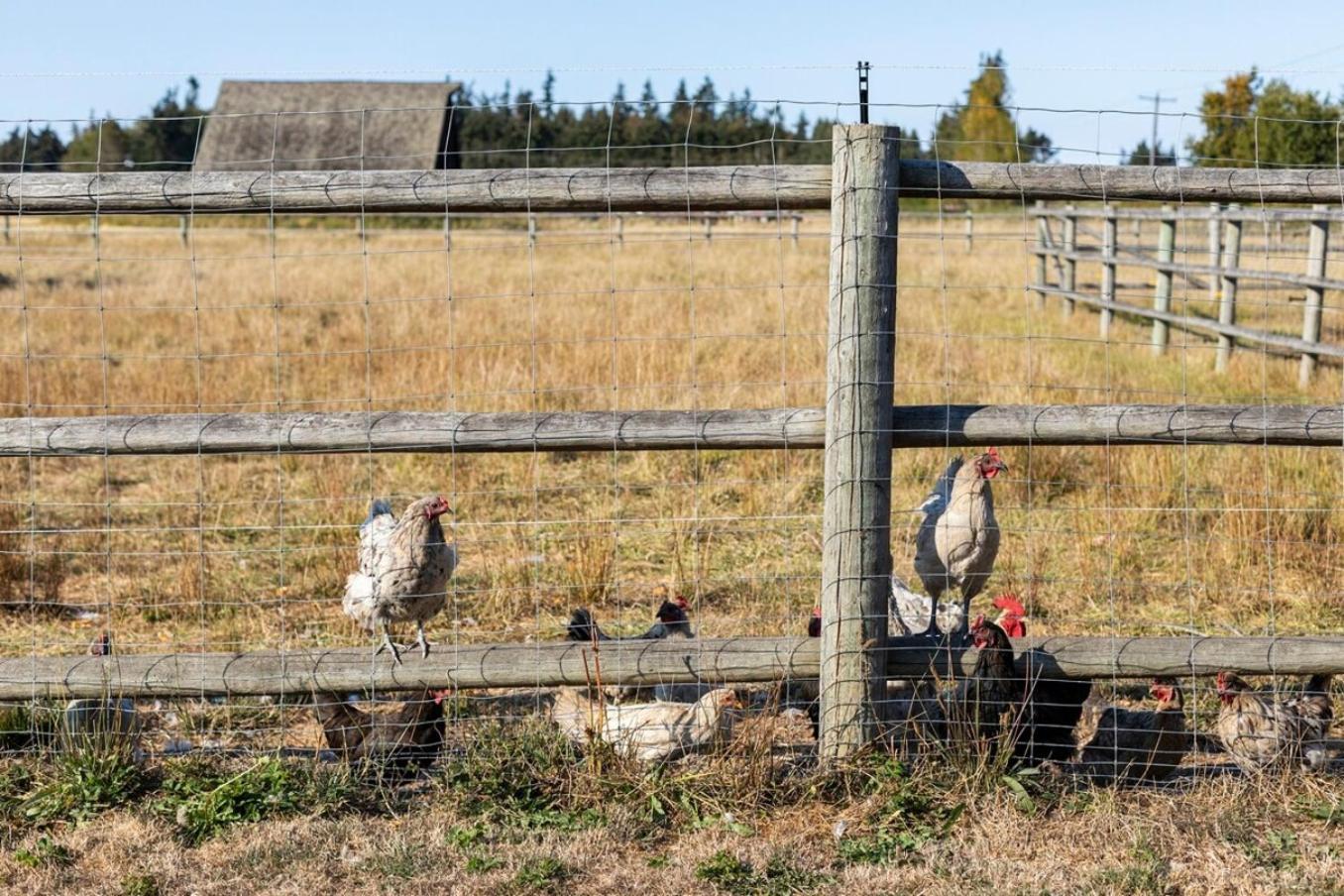 Farm stay Frontier Farmhouse-sauna &ht Port Angeles
